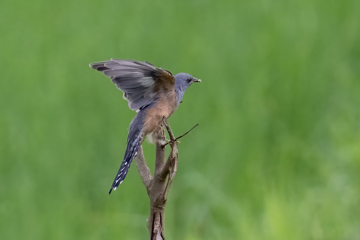 Plaintive Cuckoo - ML643701595