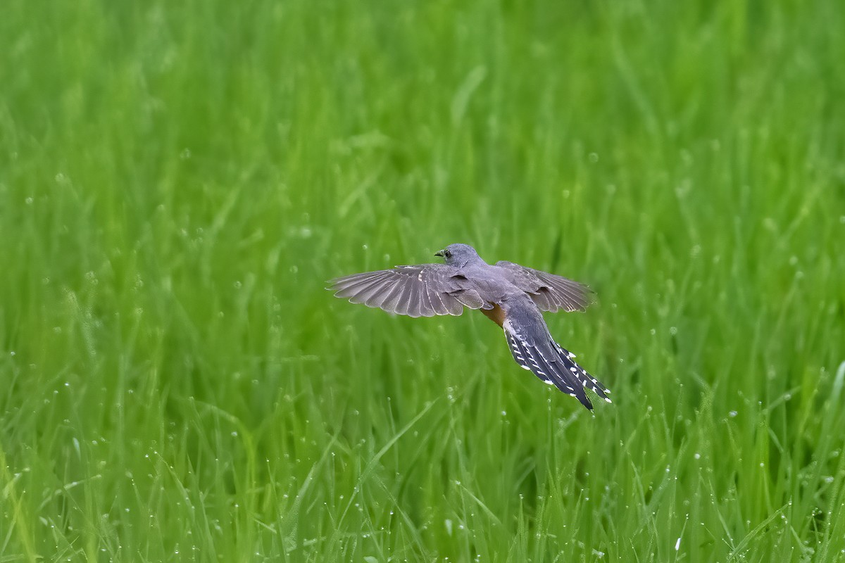 Plaintive Cuckoo - ML643701597