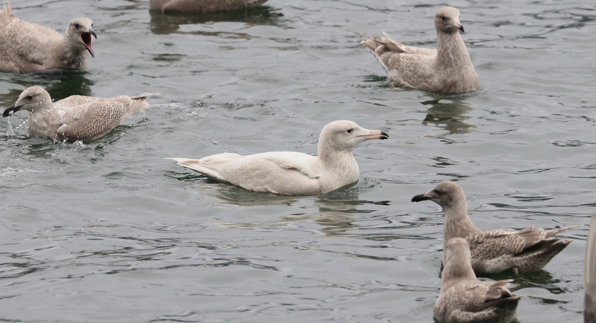 Glaucous Gull - ML643701617