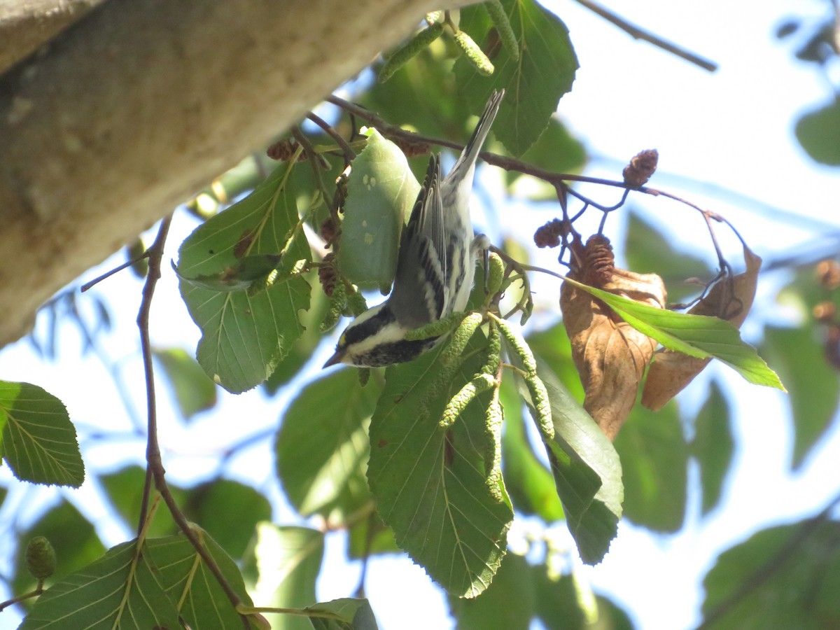 Black-throated Gray Warbler - ML643701619