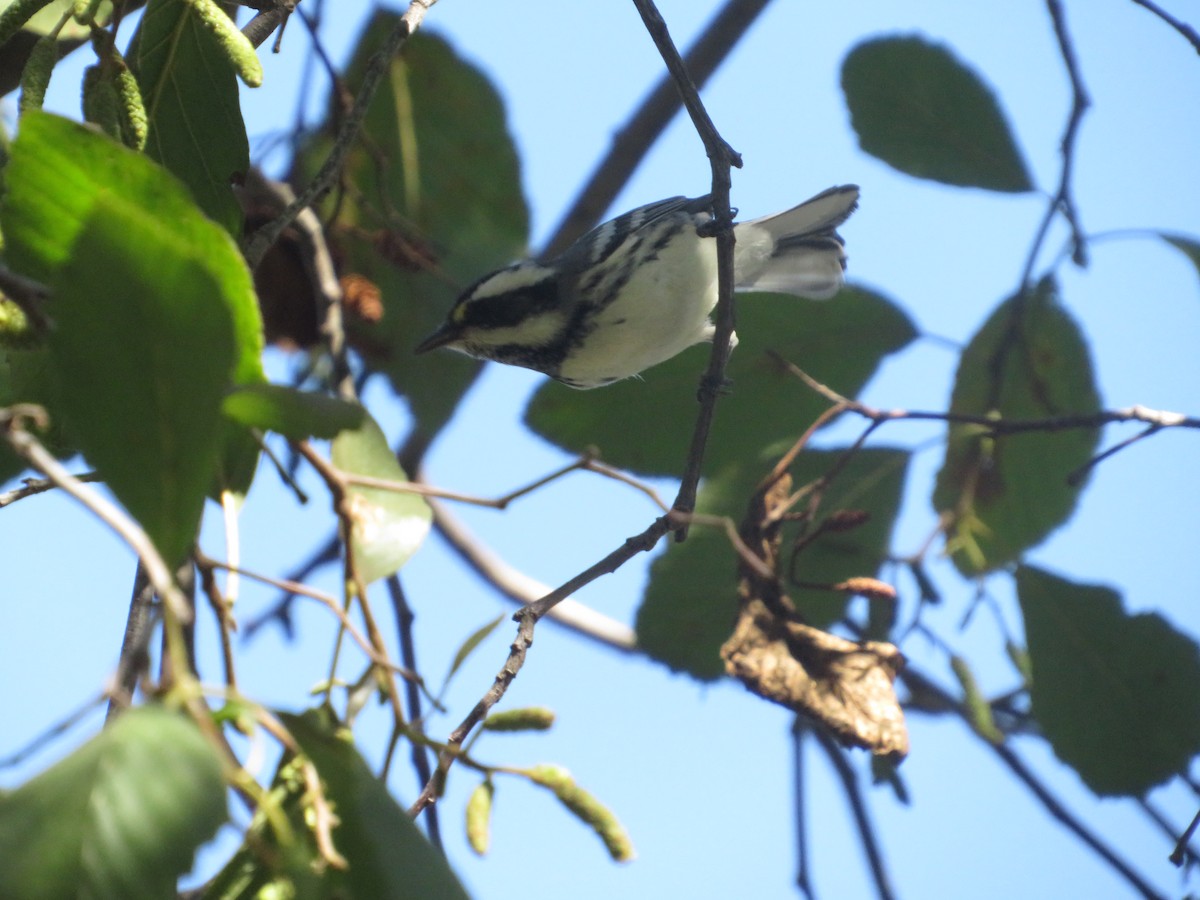 Black-throated Gray Warbler - ML643701620