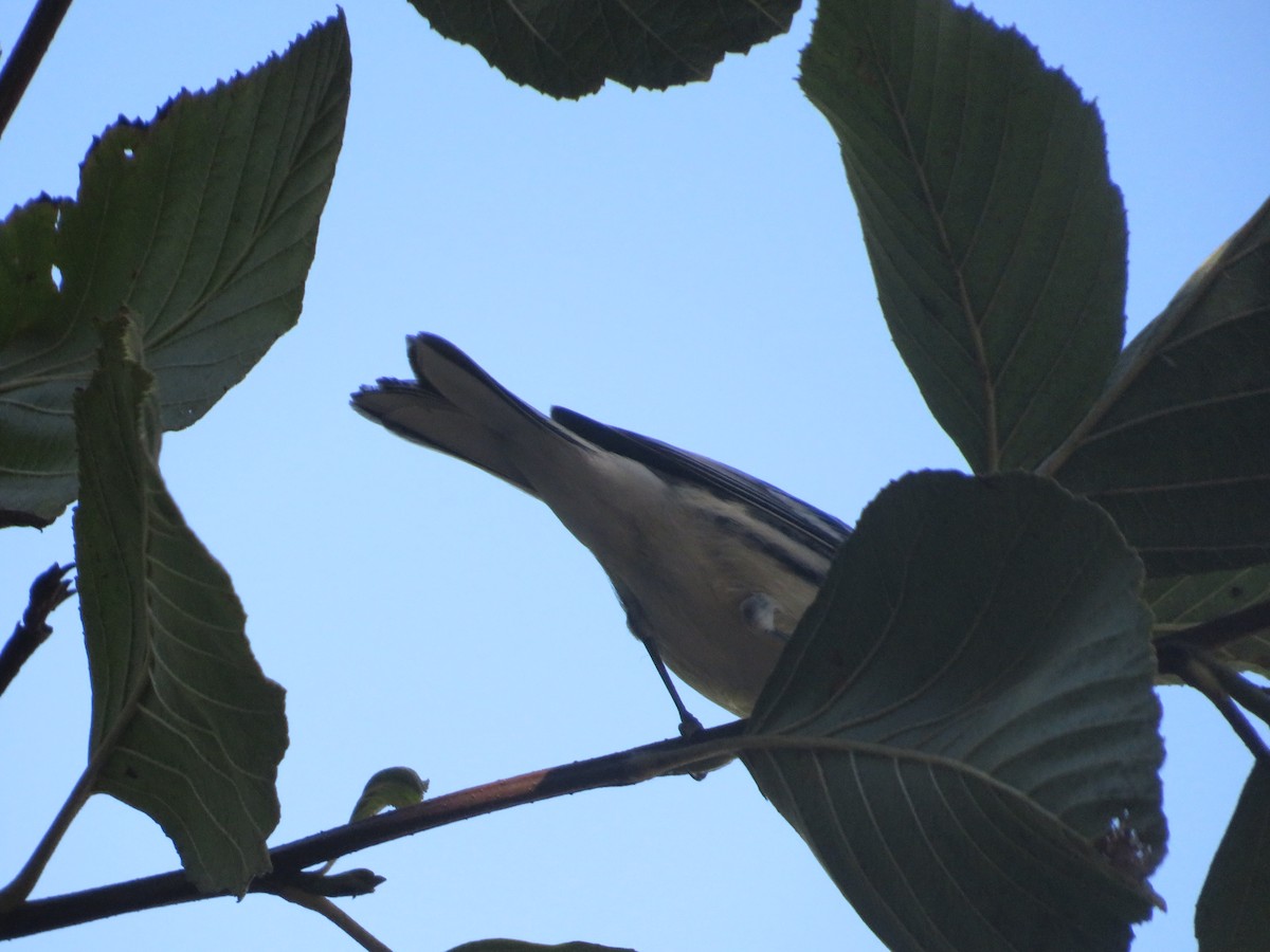 Black-throated Gray Warbler - ML643701621