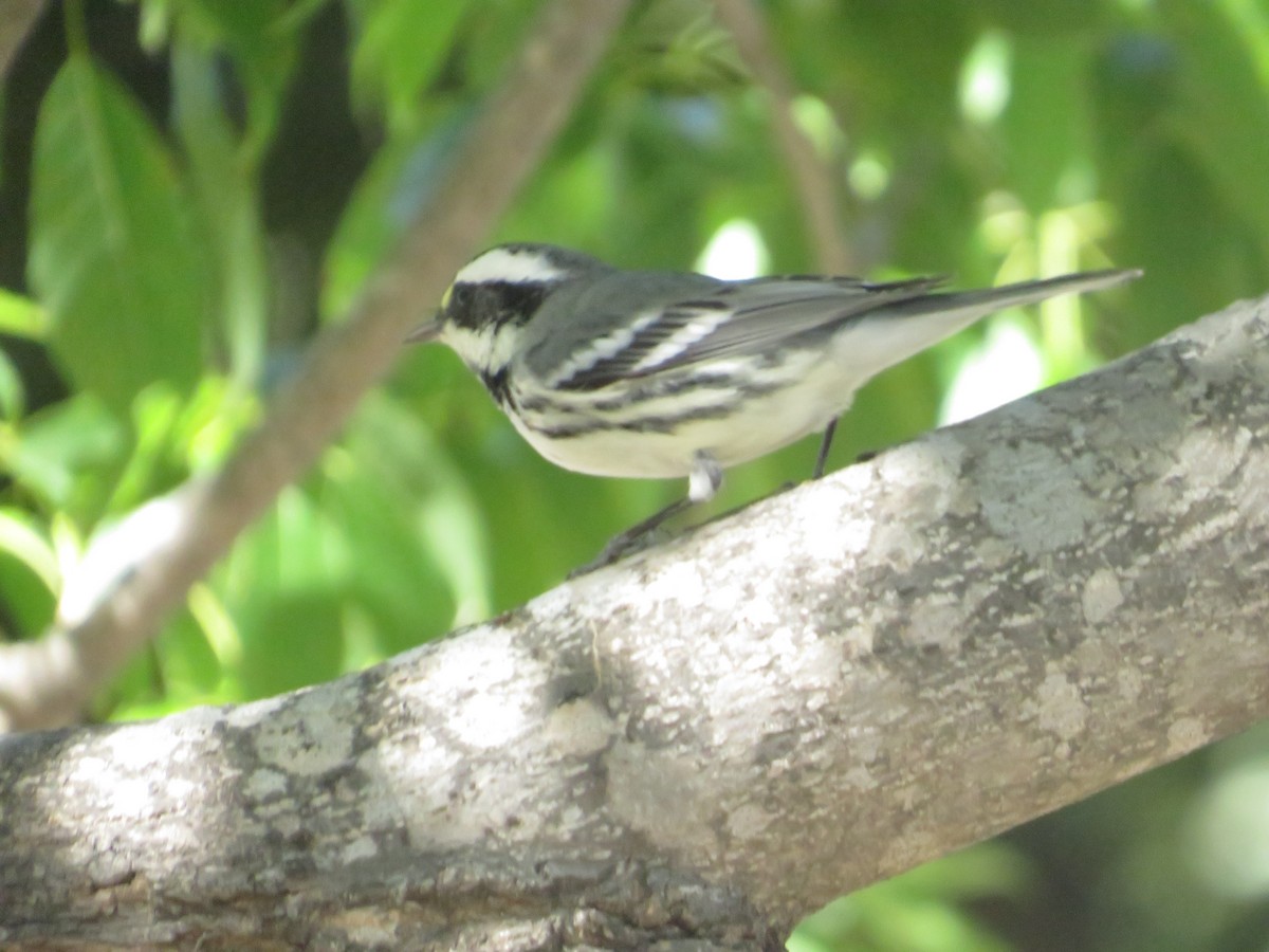 Black-throated Gray Warbler - ML643701622