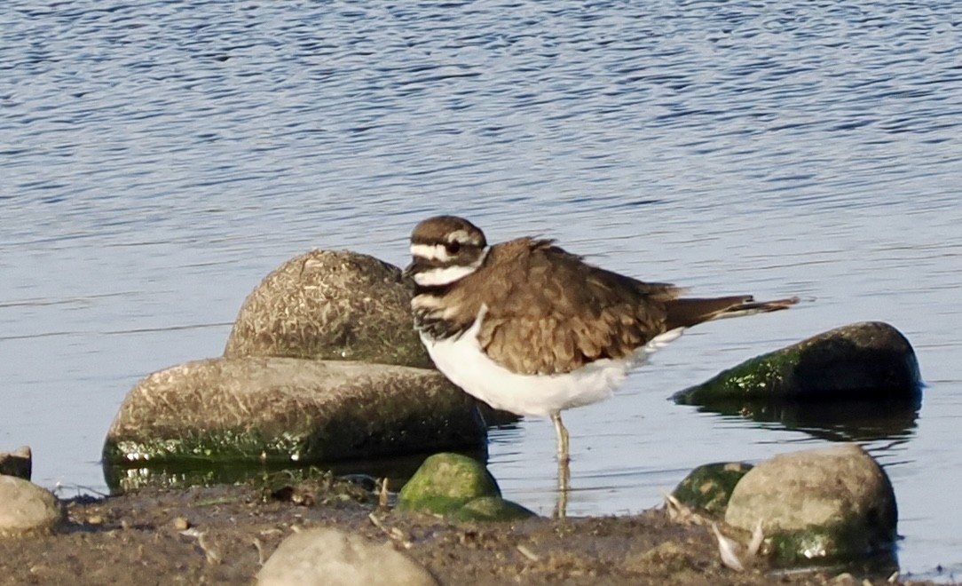Killdeer - ML643701627