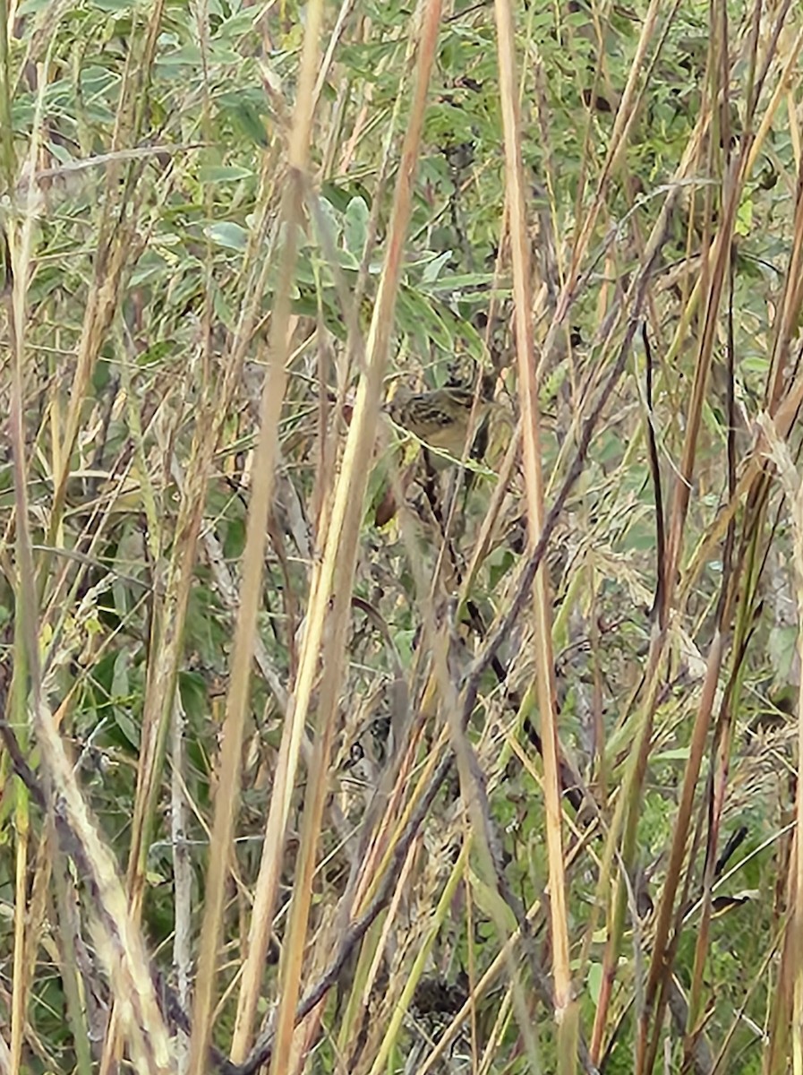 Sedge Wren - ML643701655