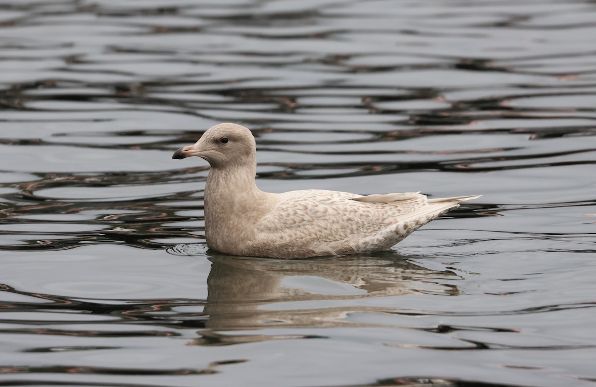 Möwe, unbestimmt - ML643701662