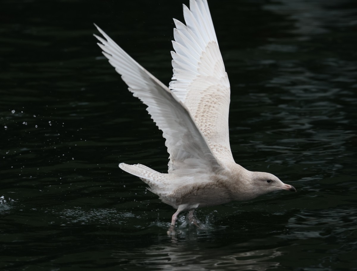 Möwe, unbestimmt - ML643701663