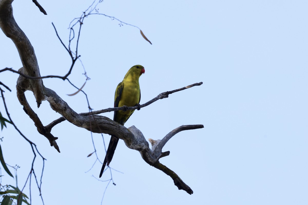Regent Parrot - ML643701672