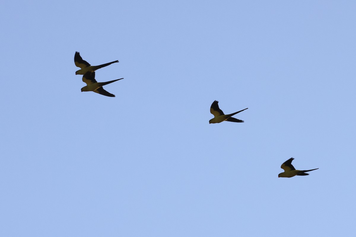 Regent Parrot - ML643701673