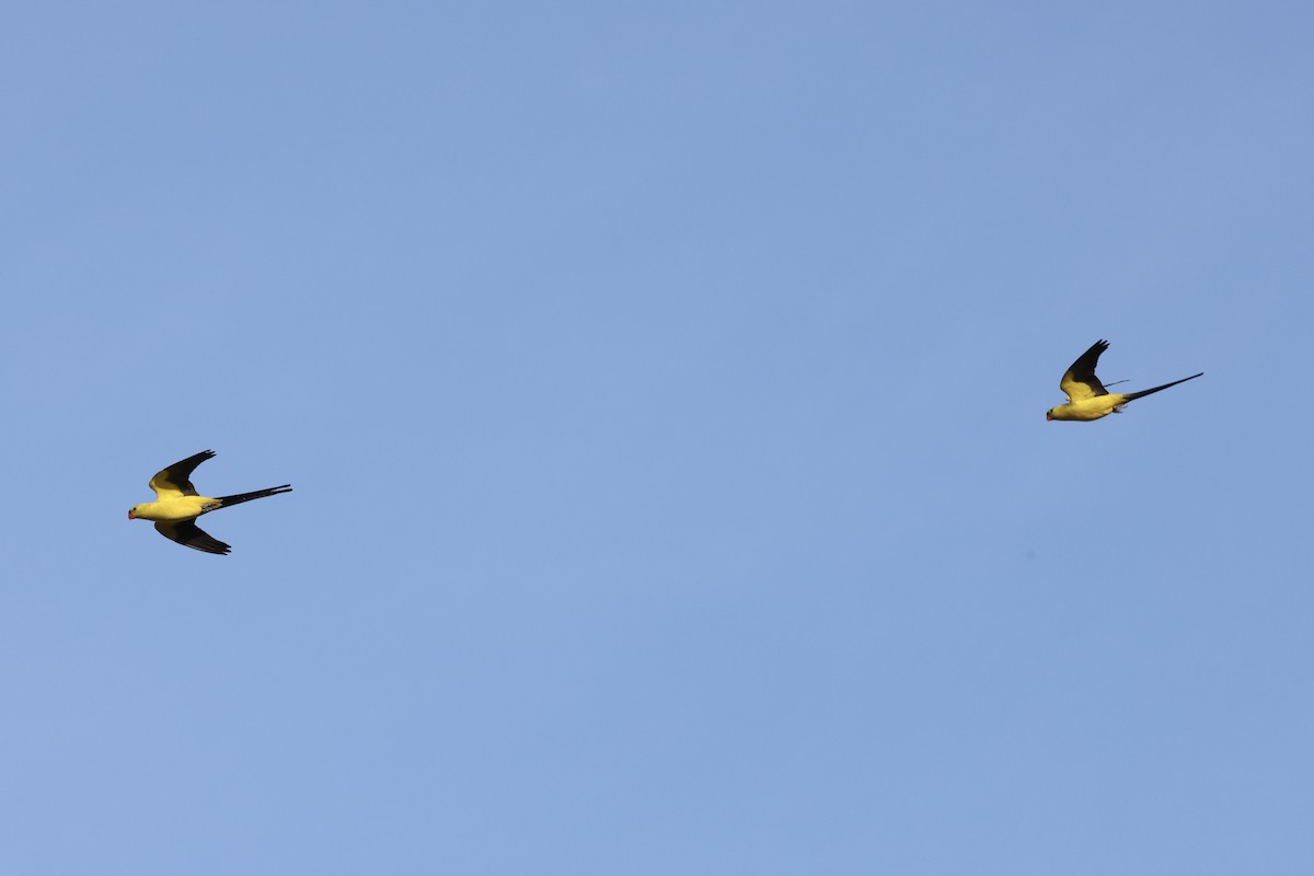 Regent Parrot - ML643701674