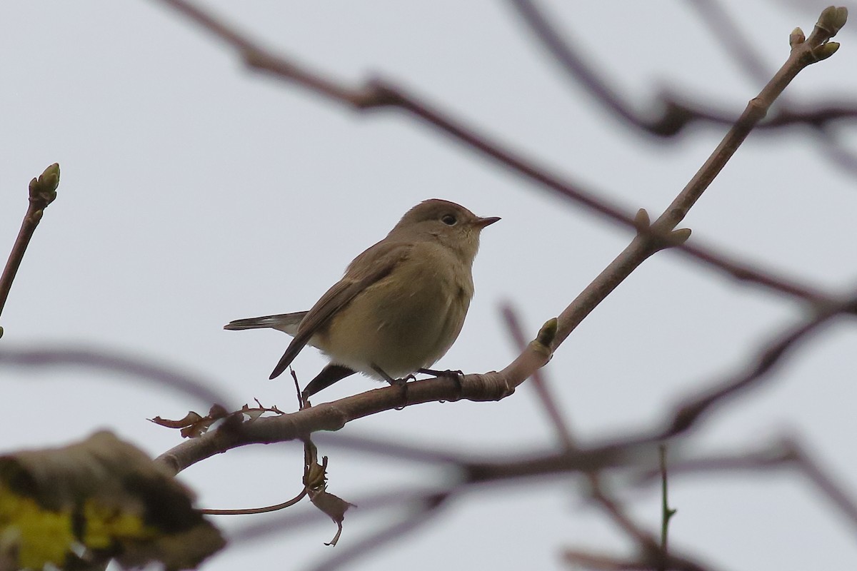 Red-breasted Flycatcher - ML643701683