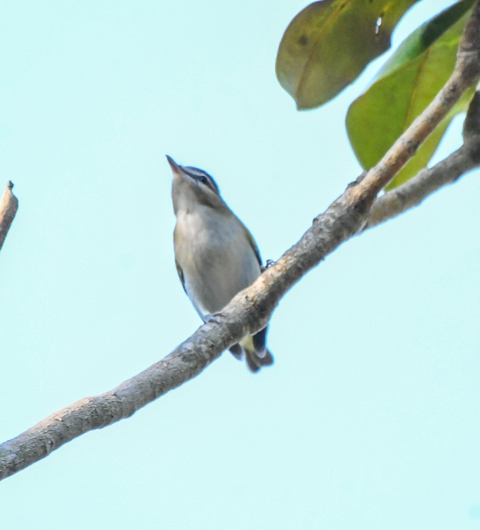 Vireo begigorria - ML643701689