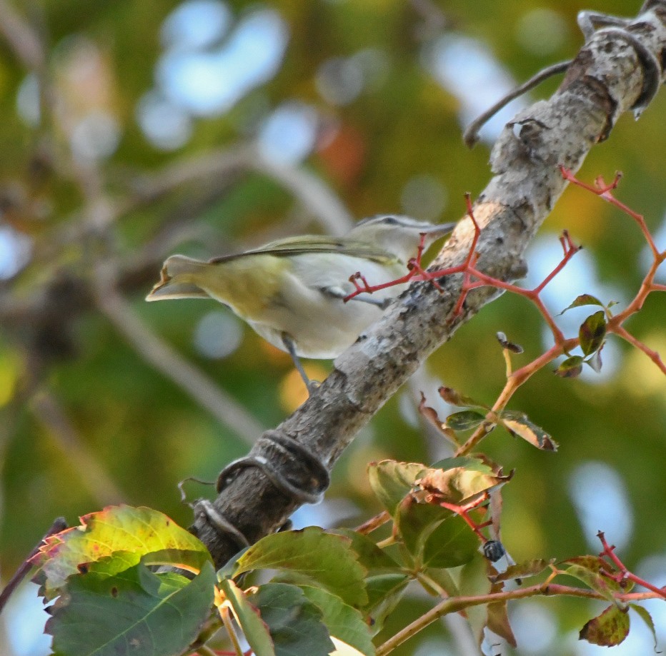 Vireo begigorria - ML643701690