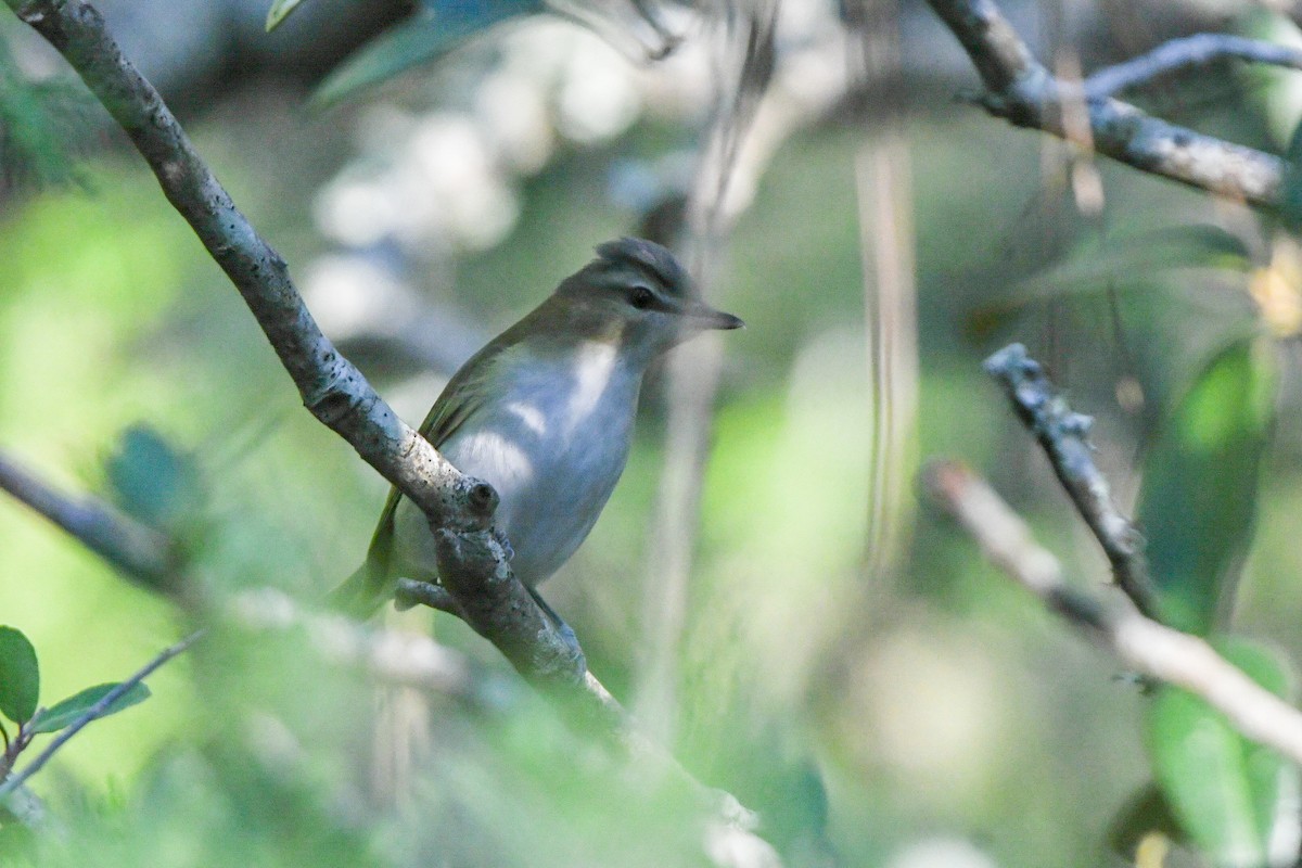 Vireo begigorria - ML643701691