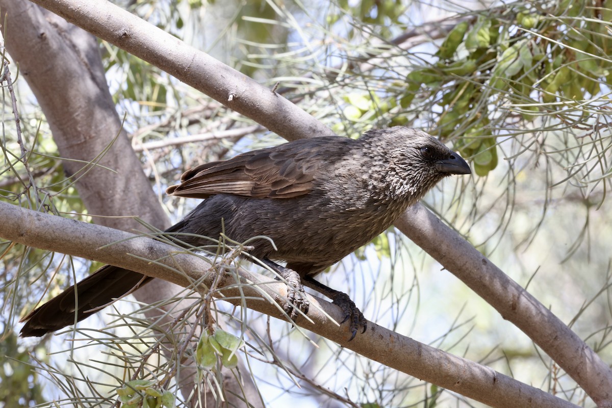 Apostlebird - ML643701696