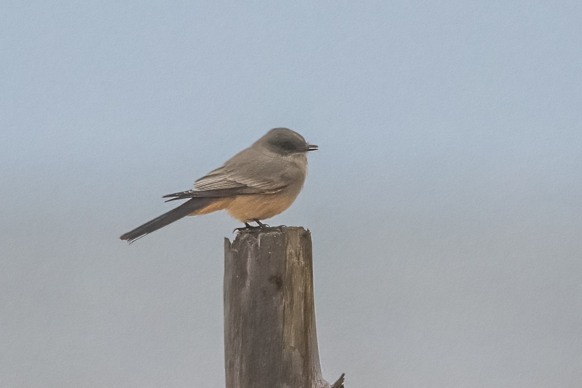 Say's Phoebe - ML643701703