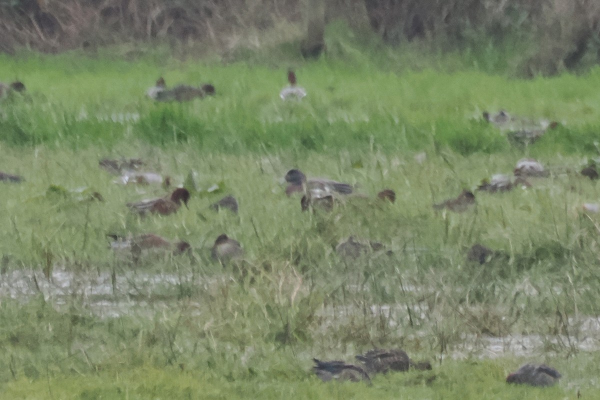 American Wigeon - ML643701710