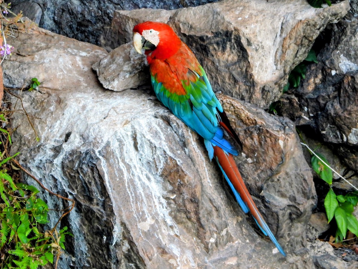 Red-and-green Macaw - ML643701721