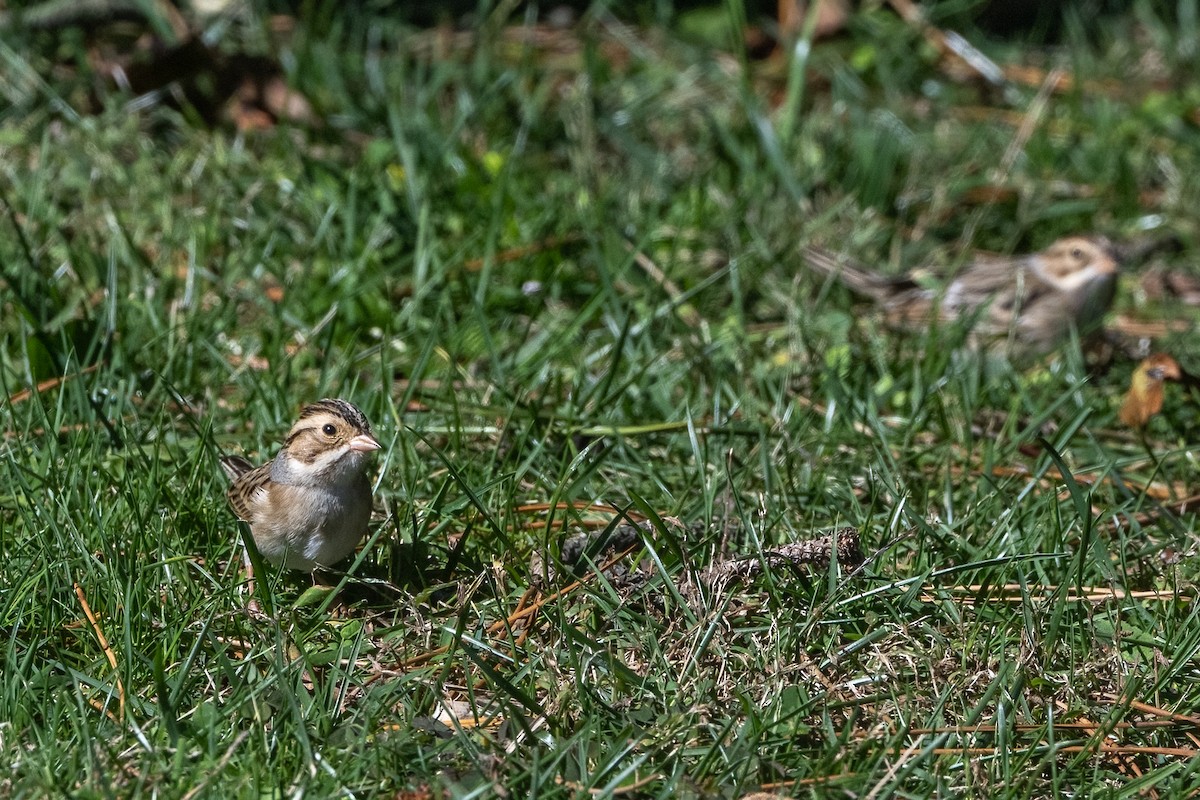 Clay-colored Sparrow - ML643701743
