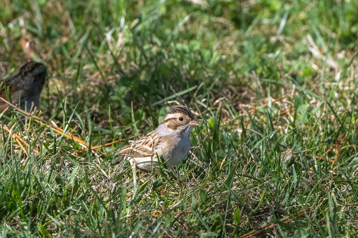 Clay-colored Sparrow - ML643701744