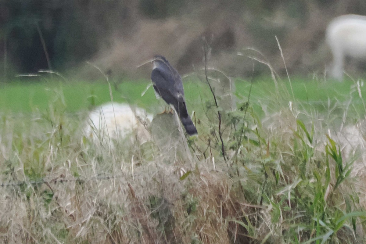 Eurasian Sparrowhawk - ML643701751