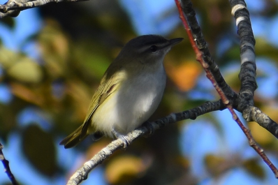 Vireo begigorria - ML643701786