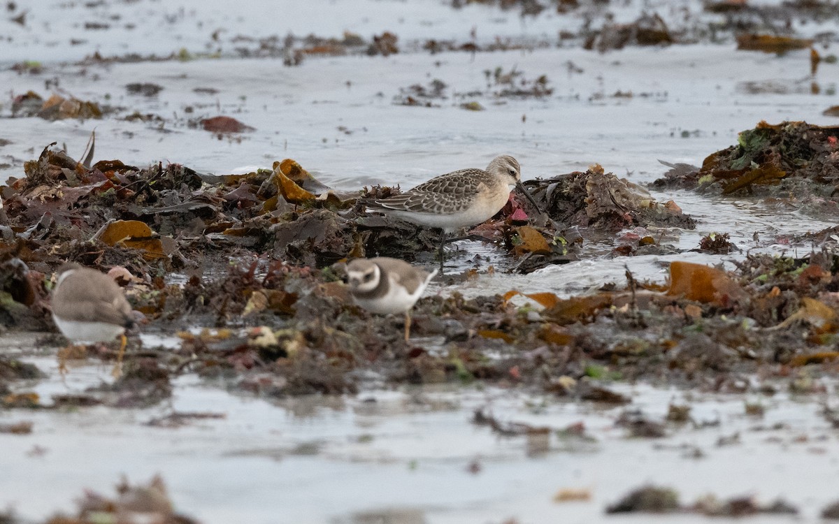 Curlew Sandpiper - ML643701791