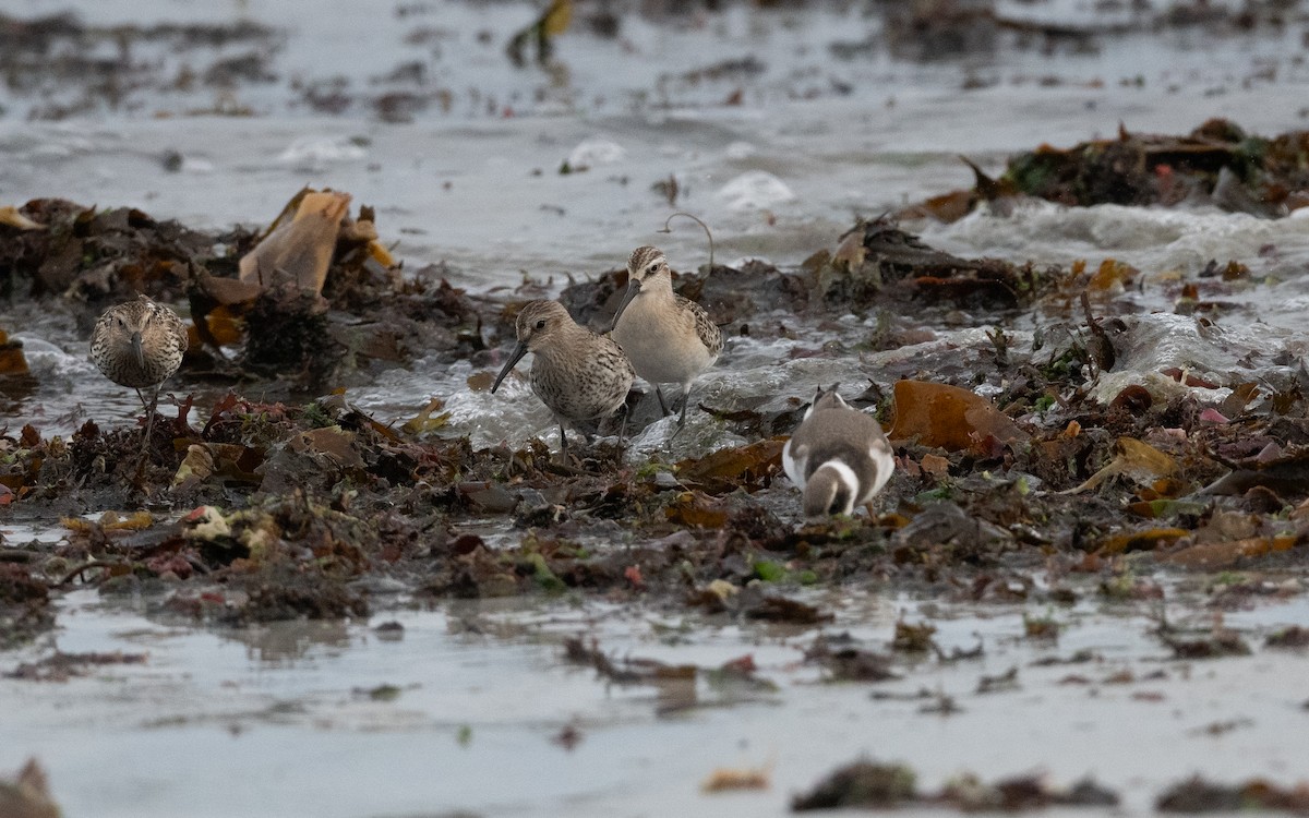 Curlew Sandpiper - ML643701792