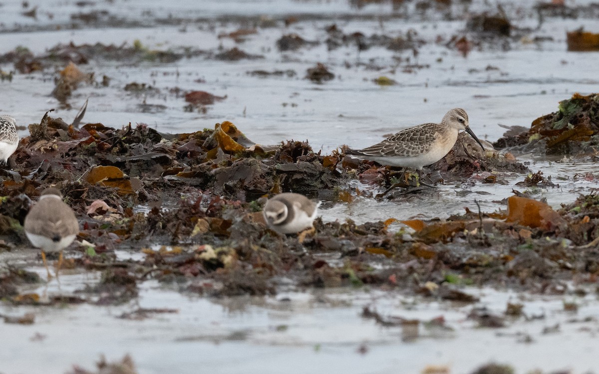 Curlew Sandpiper - ML643701793