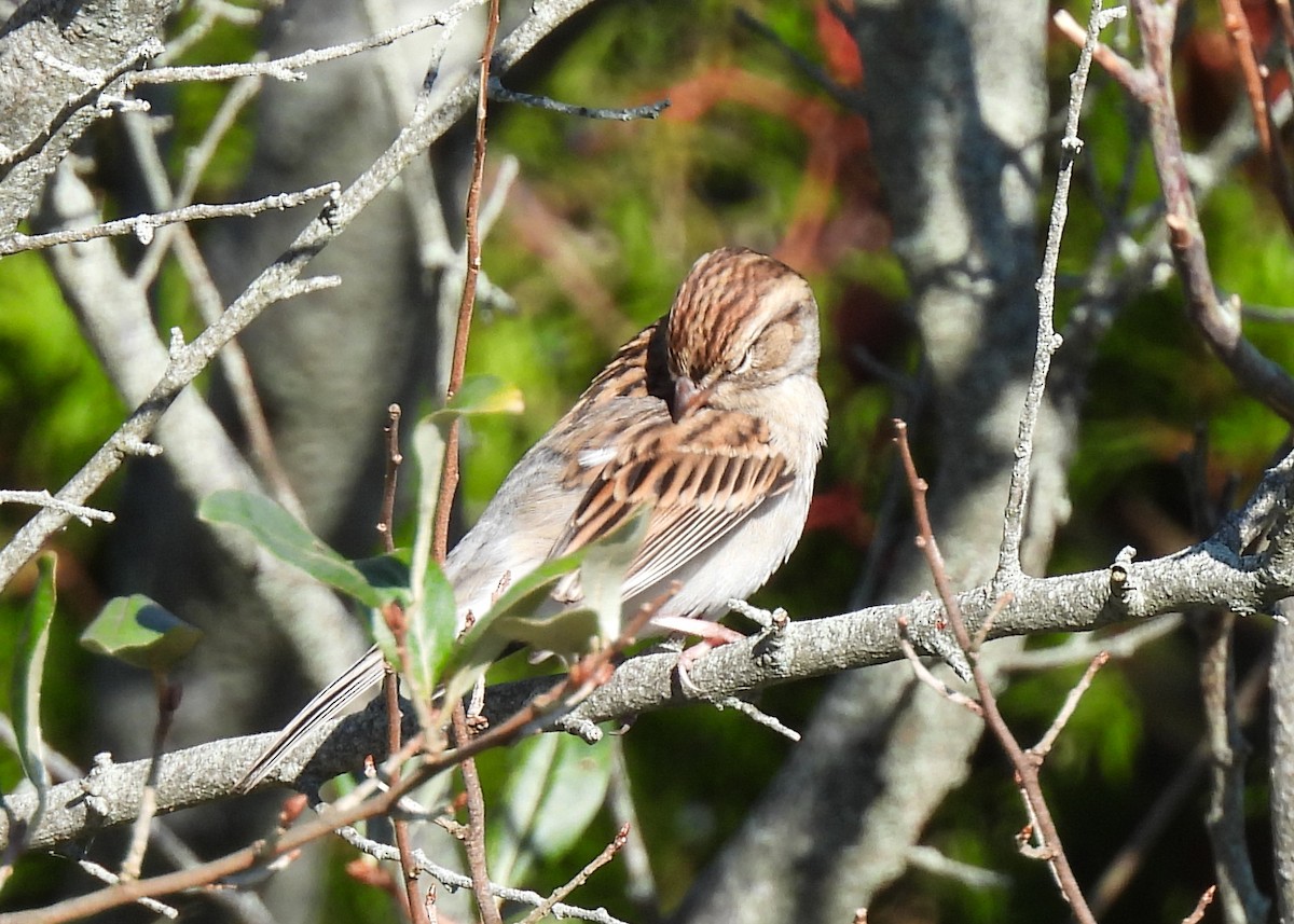 Chipping Sparrow - ML643701800