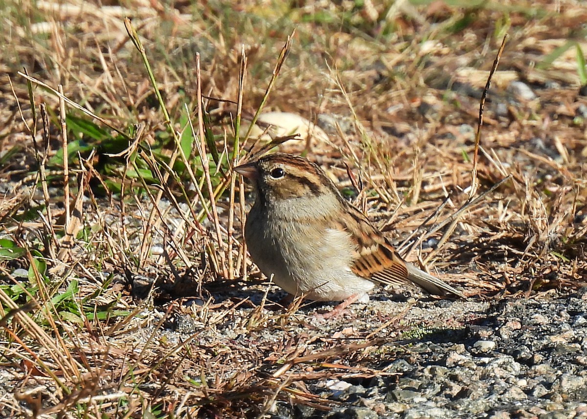 Chipping Sparrow - ML643701801