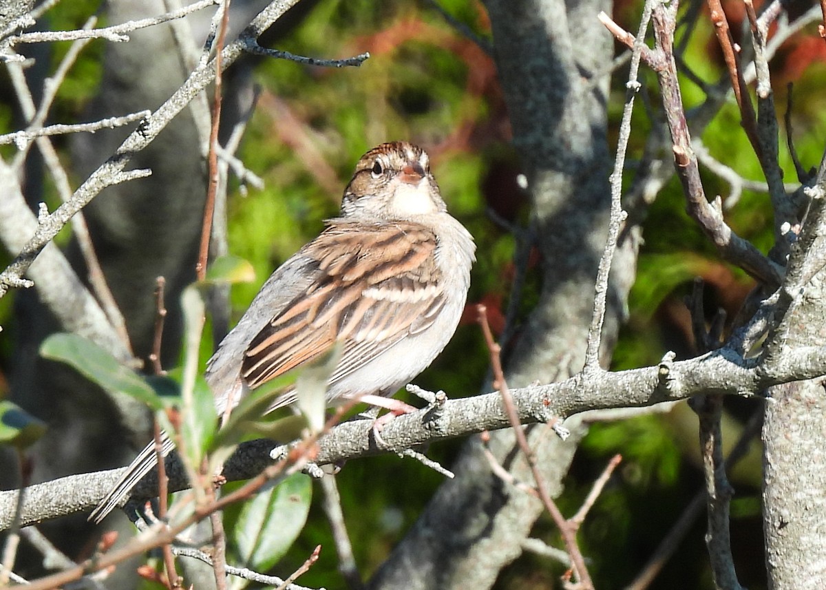 Chipping Sparrow - ML643701802
