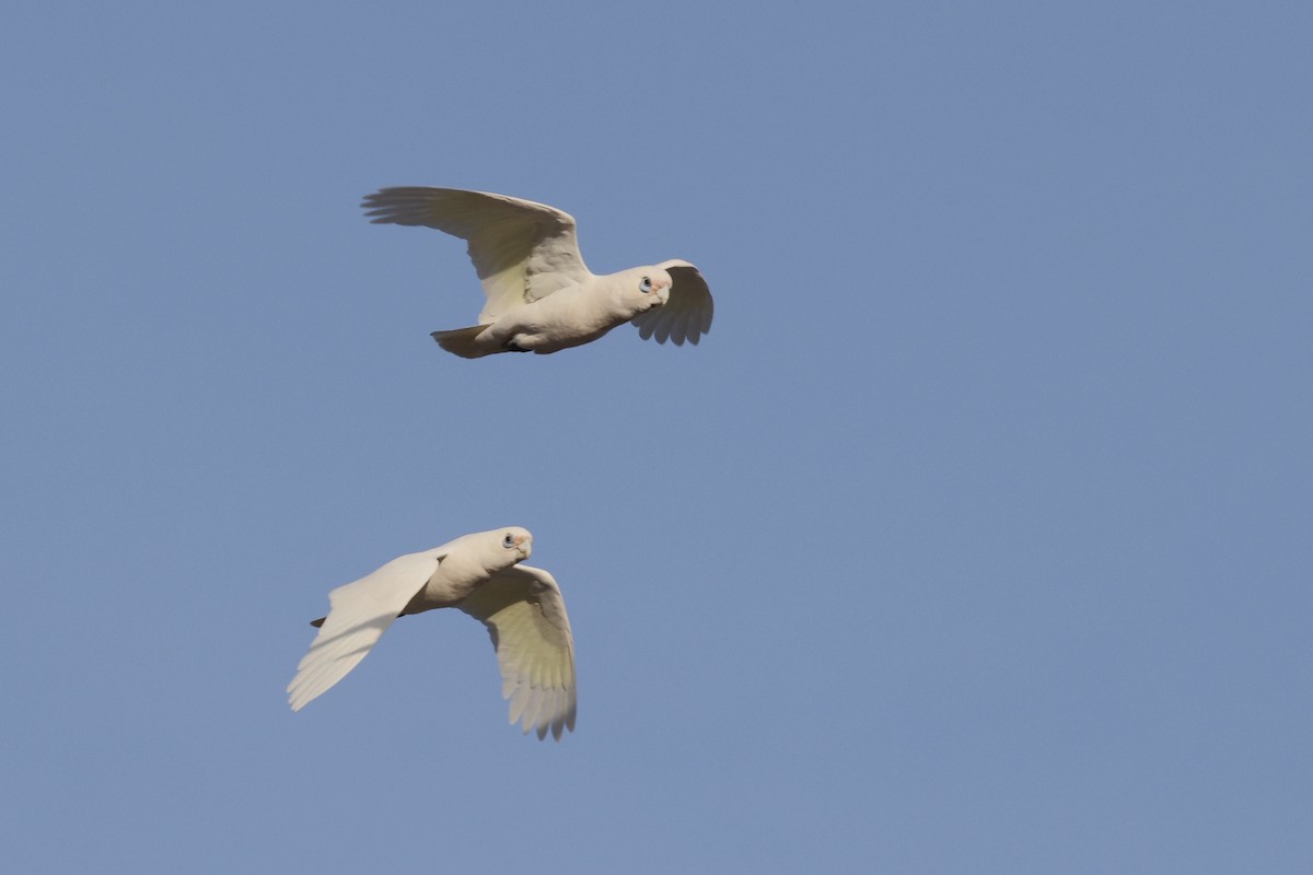 Cacatoès corella - ML643701826