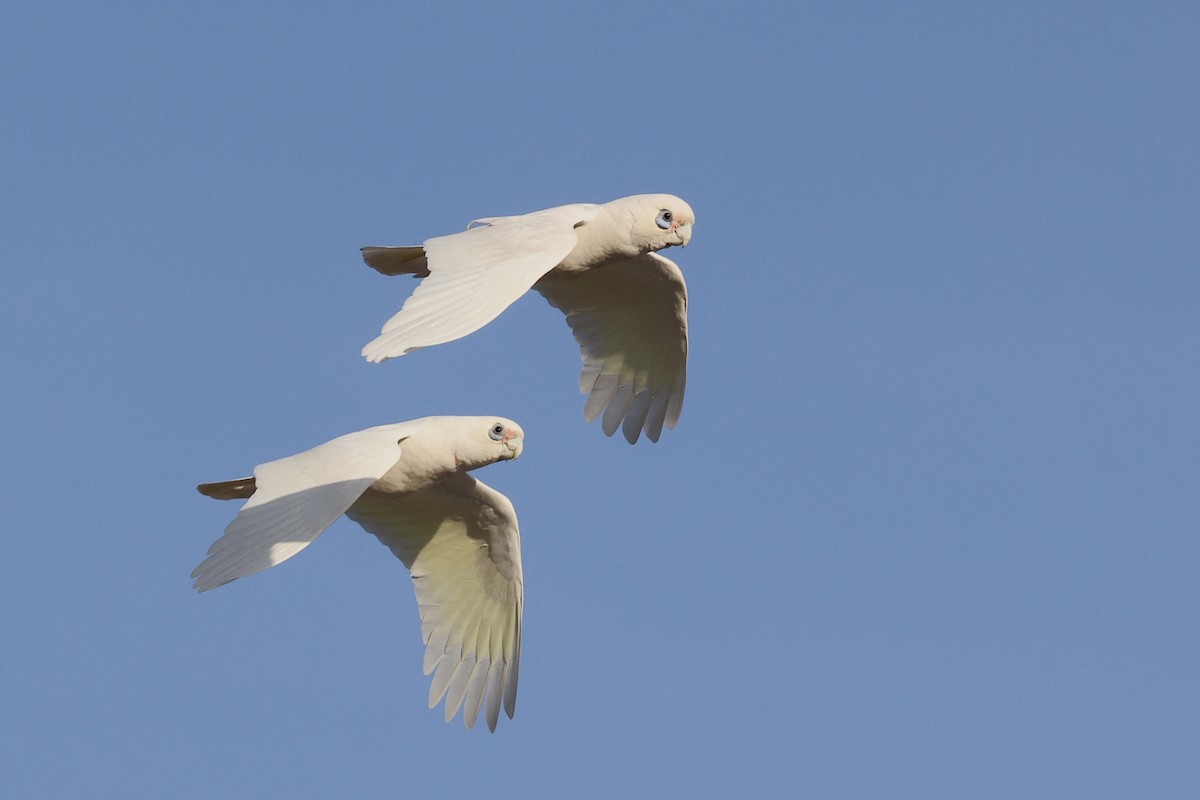 Cacatoès corella - ML643701827