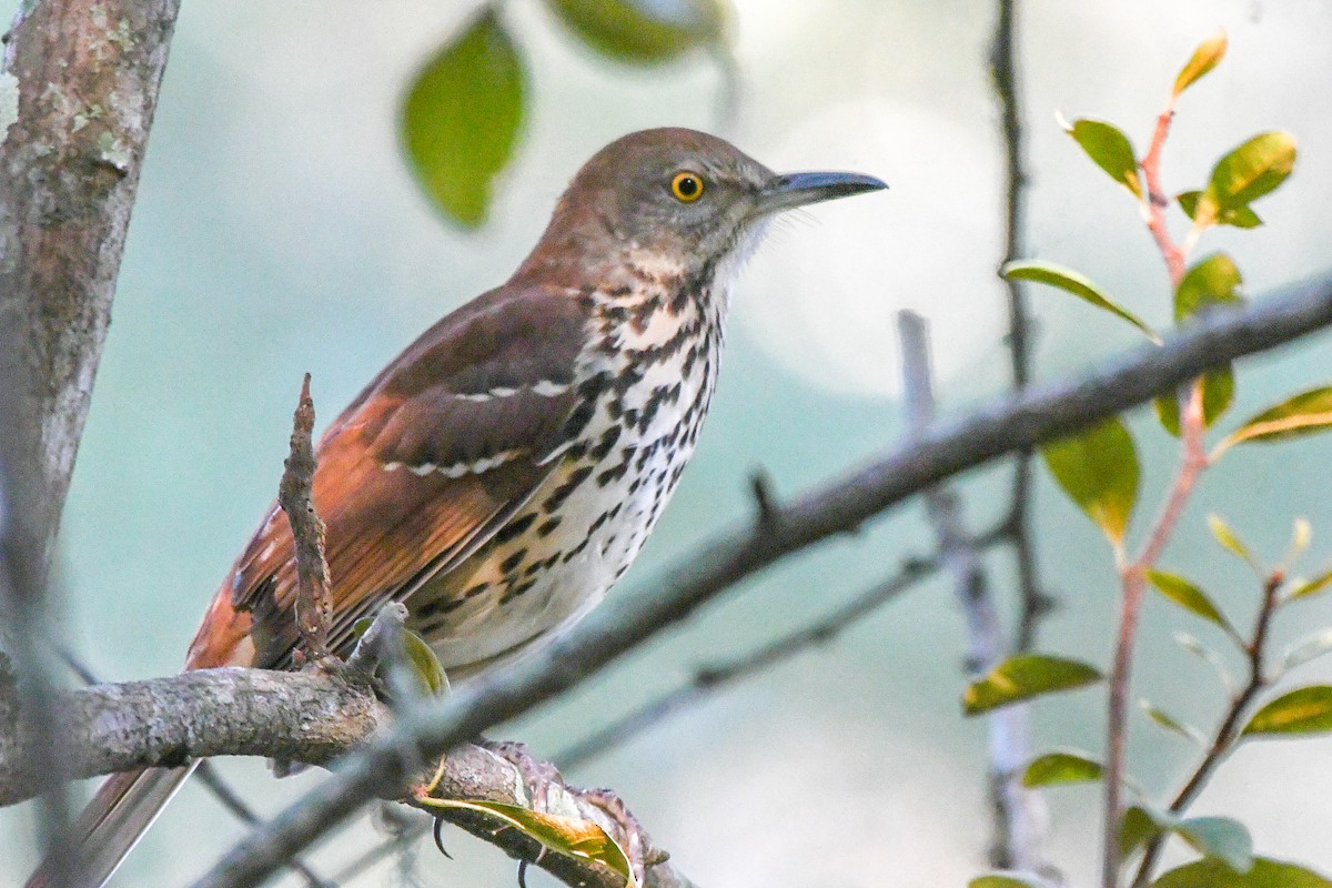 Brown Thrasher - ML643701868