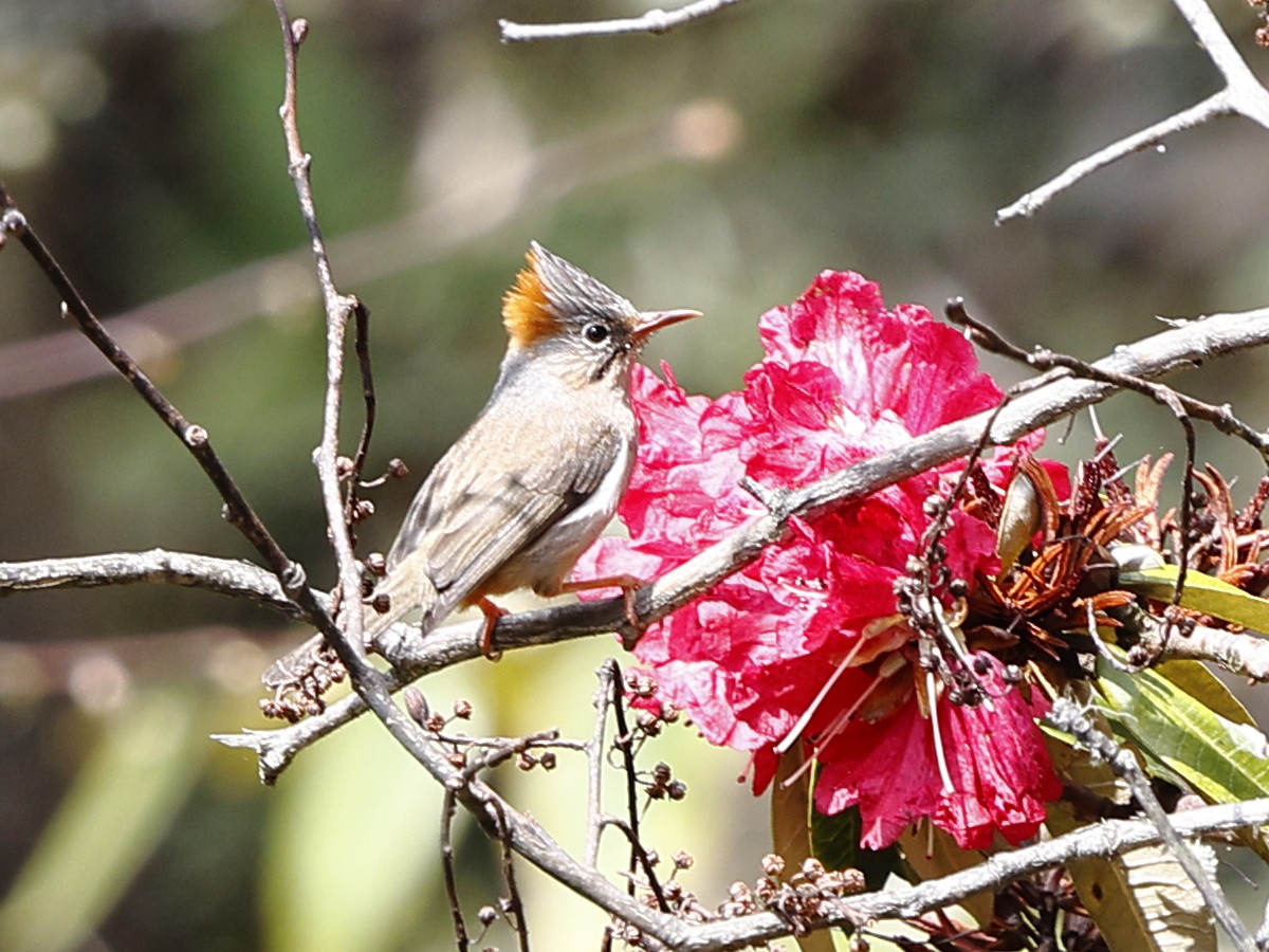 Yuhina à ventre roux - ML643701872