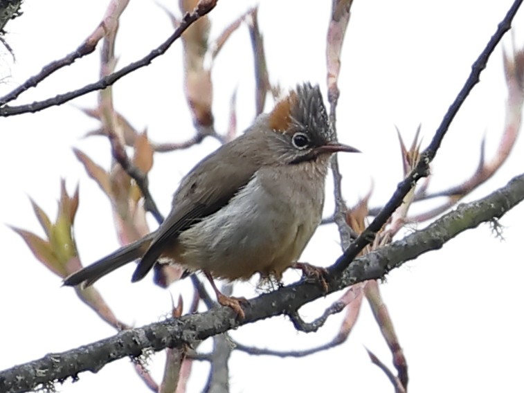 Yuhina à ventre roux - ML643701873