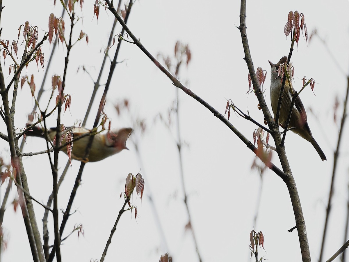 Whiskered Yuhina - ML643701874
