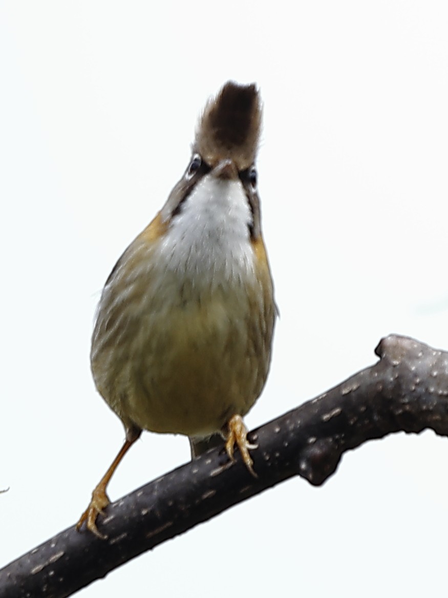 Whiskered Yuhina - ML643701876