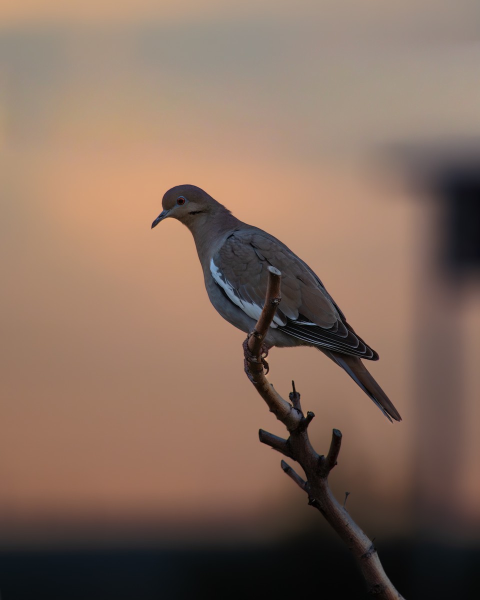 White-winged Dove - ML643701898