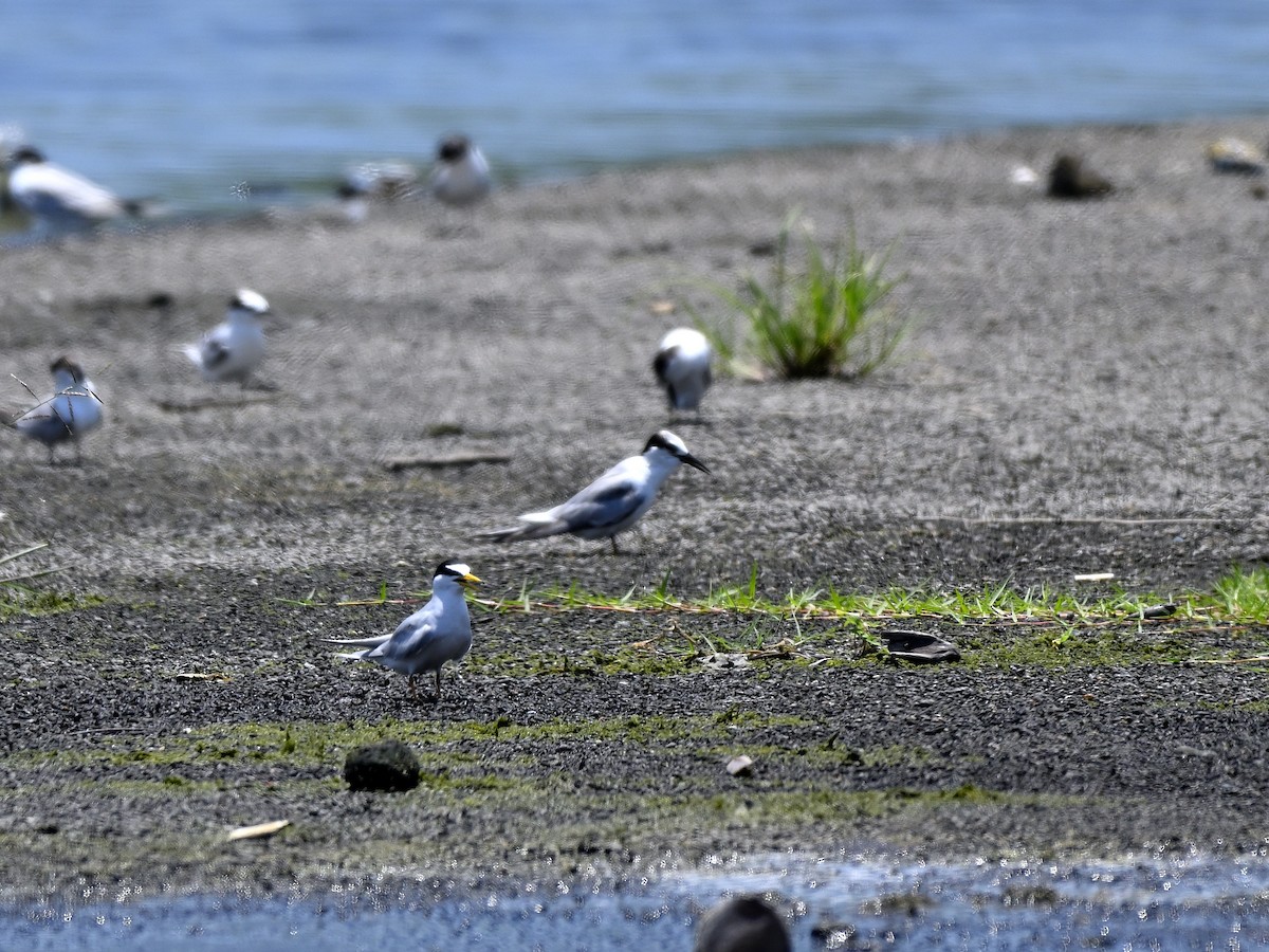 Little Tern - ML643701901