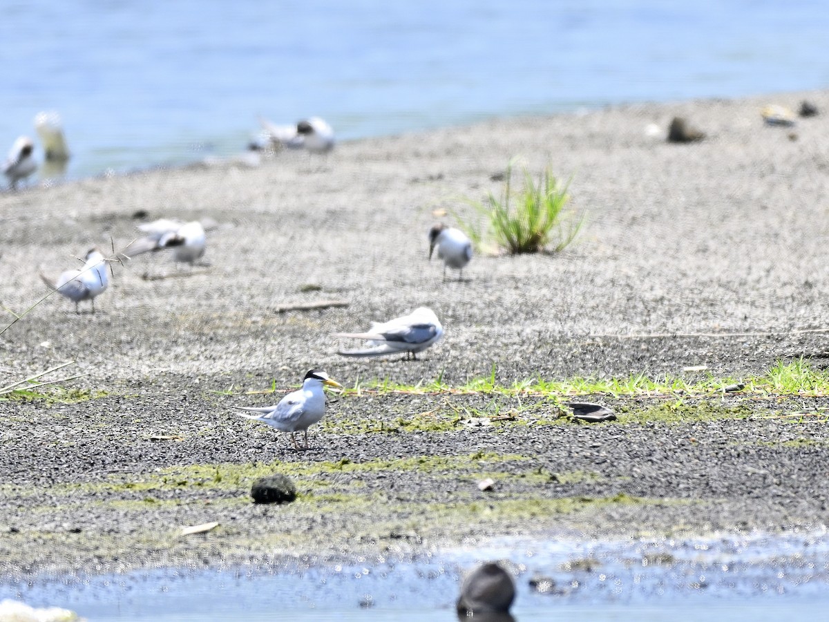 Little Tern - ML643701902