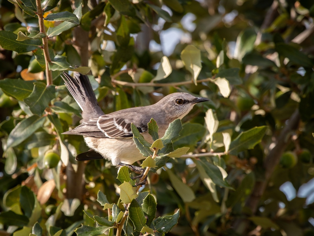 Northern Mockingbird - ML643701903
