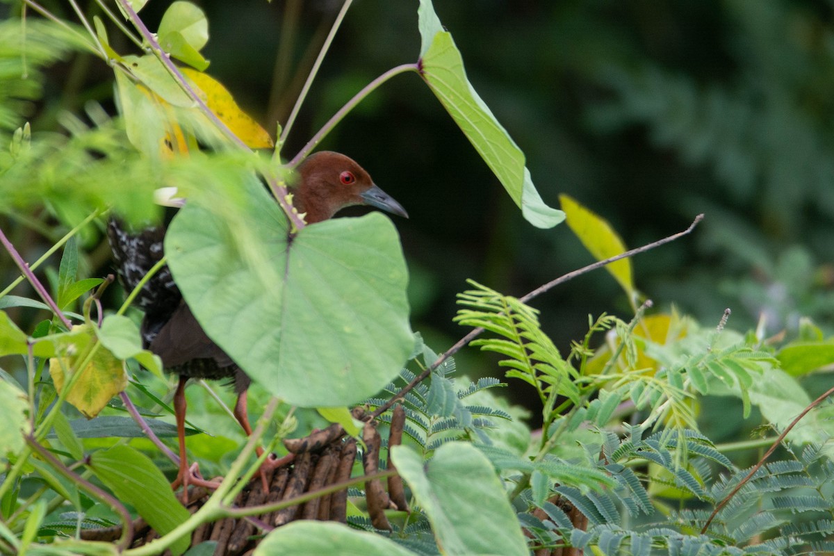 Zimtsumpfhuhn - ML643701906