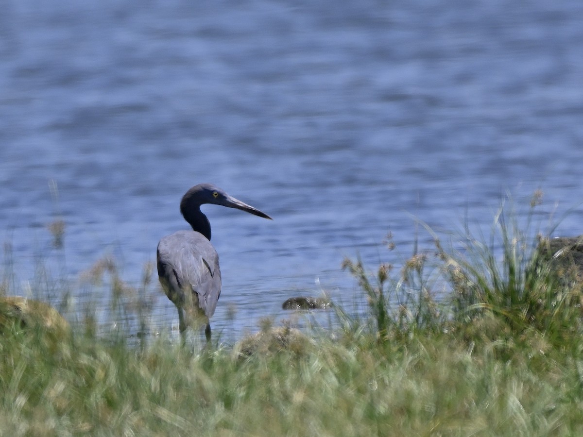 Pacific Reef-Heron - ML643701959