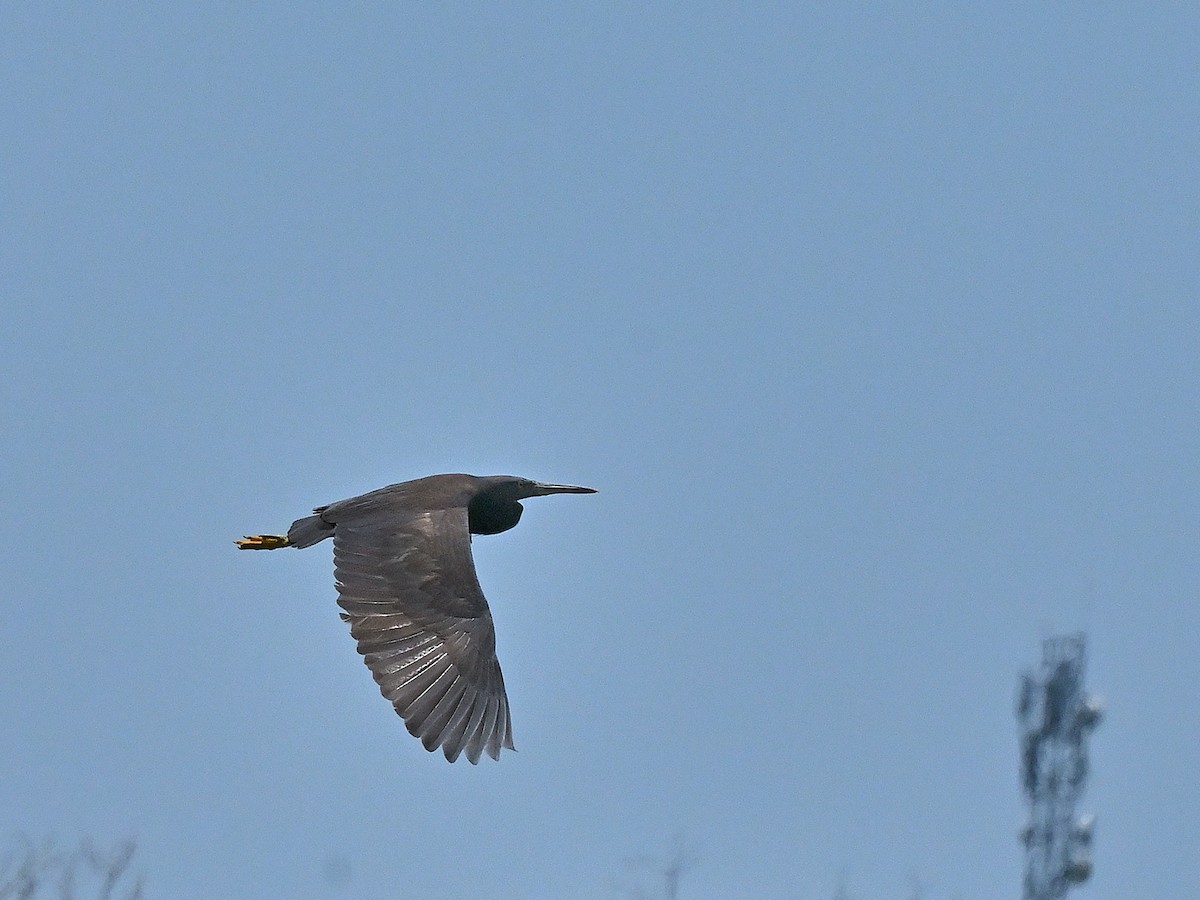 Pacific Reef-Heron - ML643701960