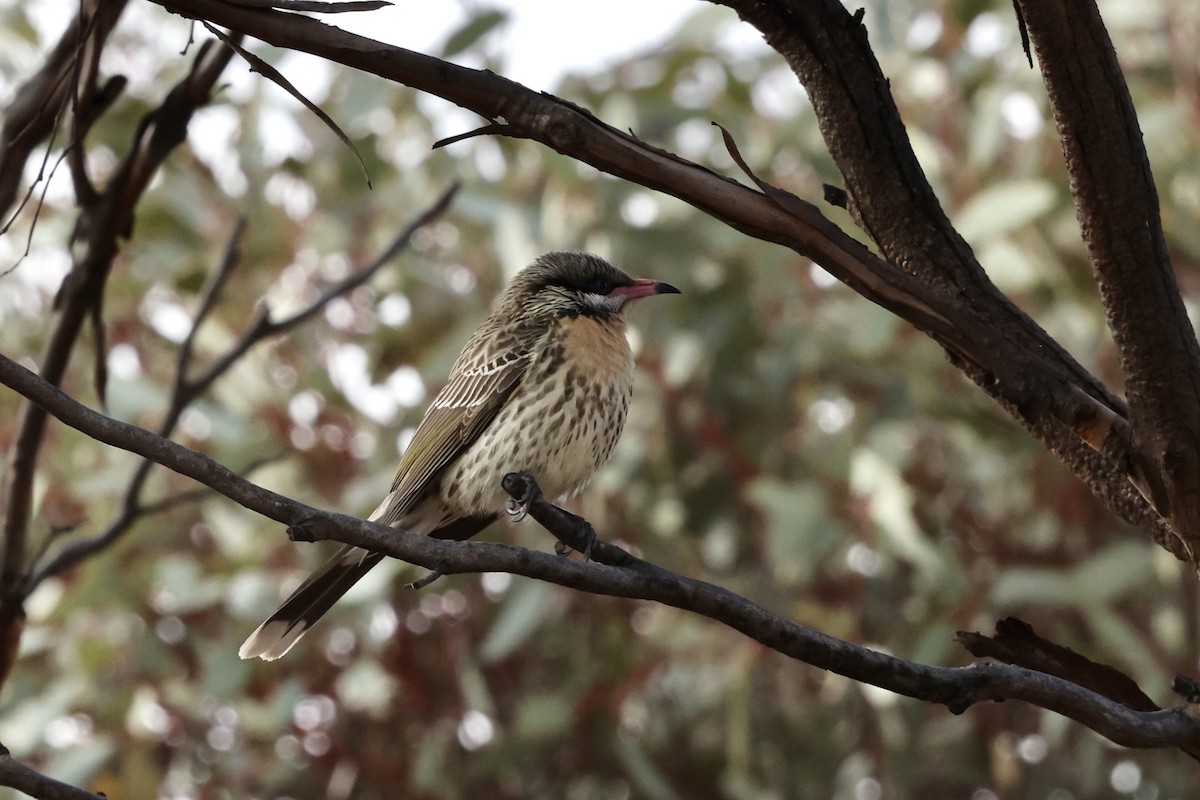 Spiny-cheeked Honeyeater - ML643701975