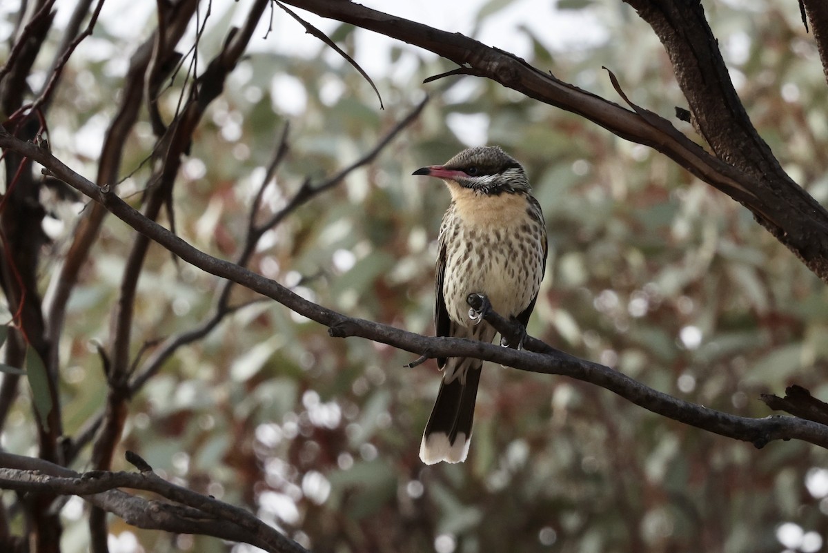 Spiny-cheeked Honeyeater - ML643701976