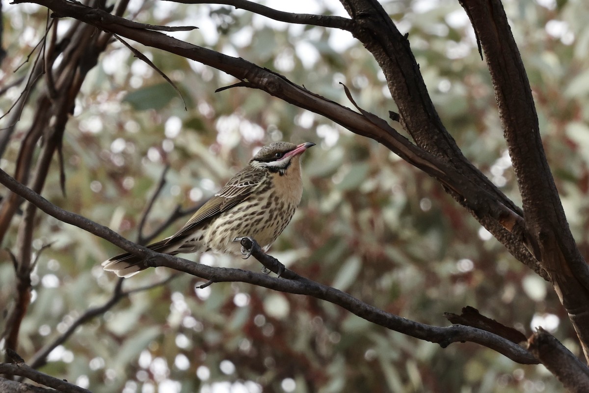 Spiny-cheeked Honeyeater - ML643701977