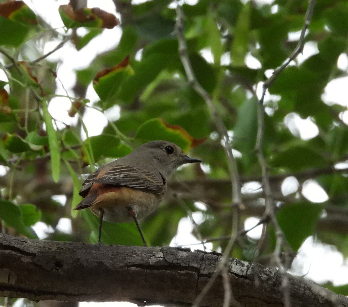 Rougequeue à front blanc - ML643701984
